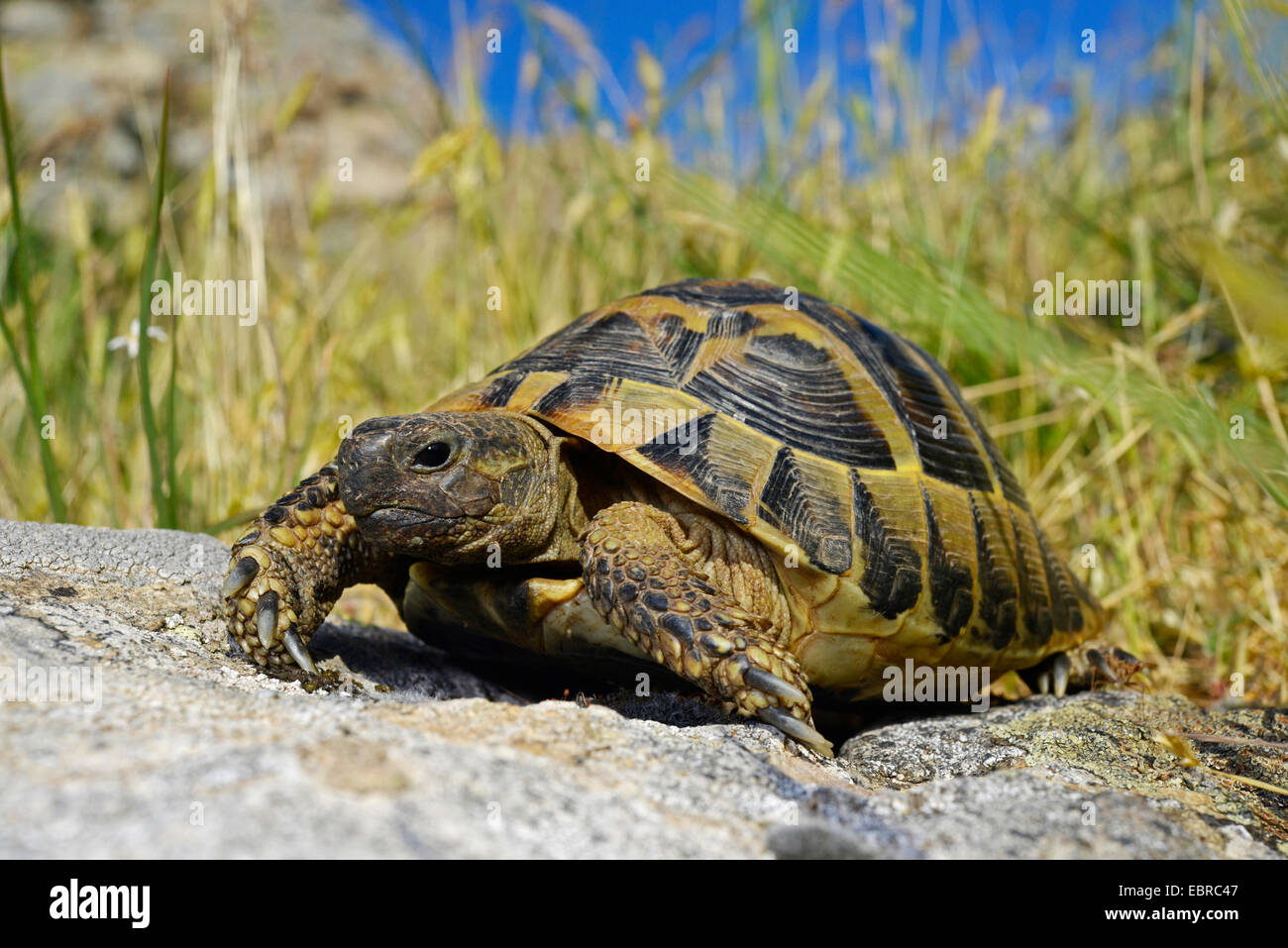 La tortue d'Hermann, tortue grecque (Testudo hermanni), tortue grecque marche sur pierre, France, Corse Banque D'Images