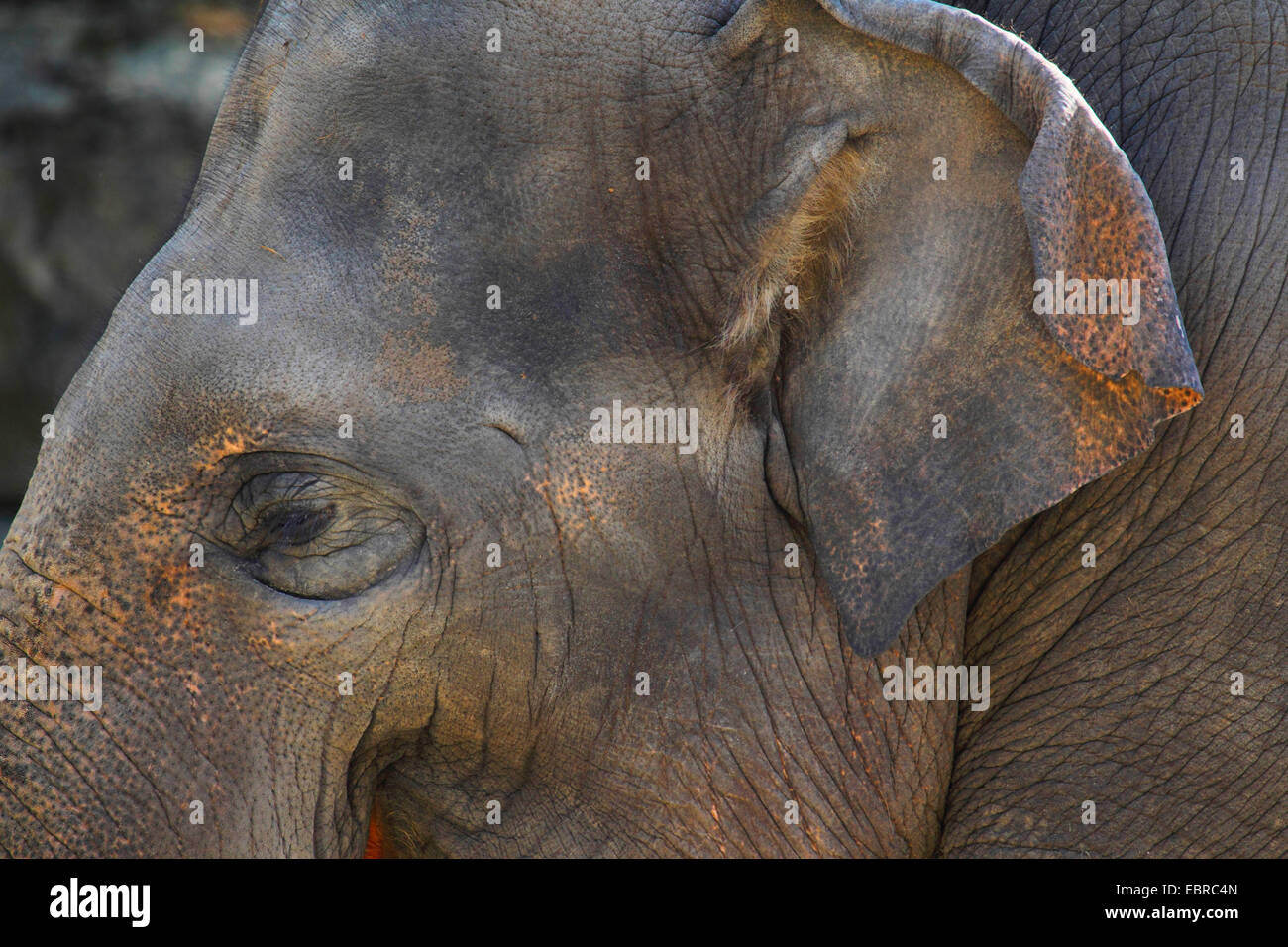 L'éléphant indien (Elephas maximus indicus, Elephas maximus bengalensis), portrait Banque D'Images