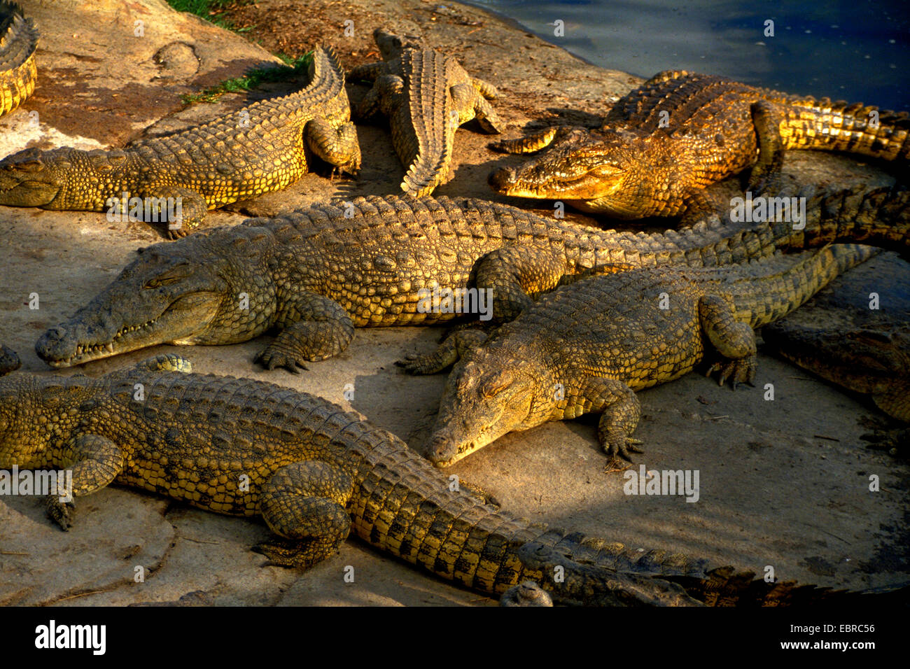 Le crocodile du Nil (Crocodylus niloticus), plusieurs crocodiles sur la côte, la Côte d'Ivoire, Yamoussoukro Banque D'Images
