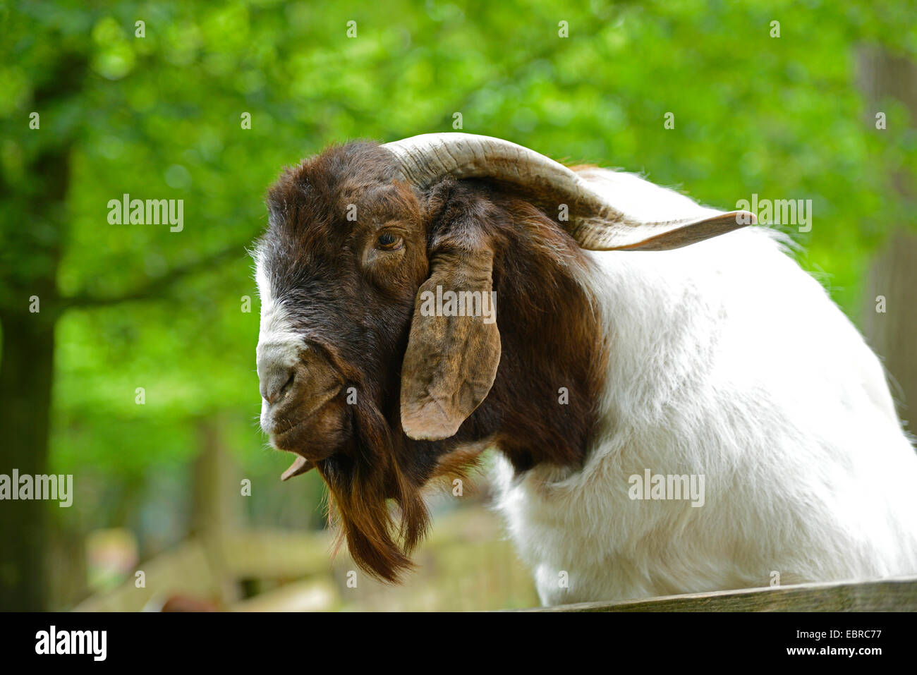 La chèvre Boer (Capra hircus, Capra aegagrus f. hircus), portrait Banque D'Images