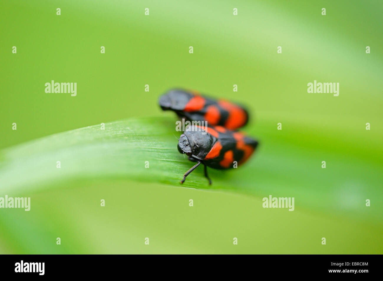 Noir et rouge (Cercopis froghopper Cercopis vulnerata, sanguinea), deux rouges-et-noires sur une feuille froghoppers, Allemagne Banque D'Images