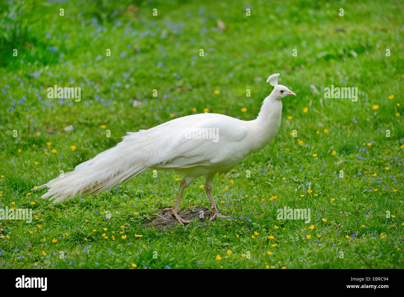 Paons commun, Indienne, paons paons bleus (Pavo cristatus), blanc, Germany, morphe Banque D'Images