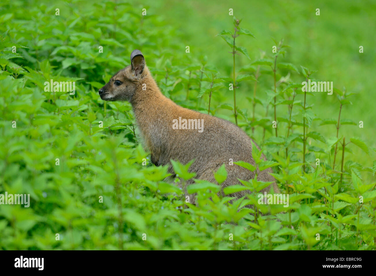 Wallaby tammar, dama wallaby (Macropus eugenii), parmi d'orties Banque D'Images