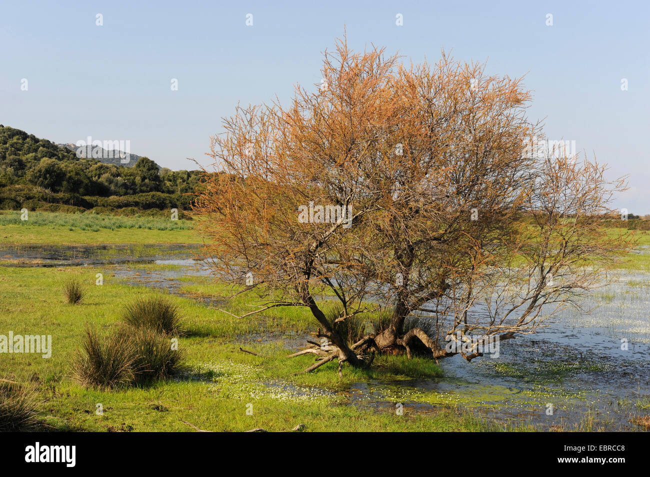Seul arbre dans la prairie inondée, France, Corse Banque D'Images