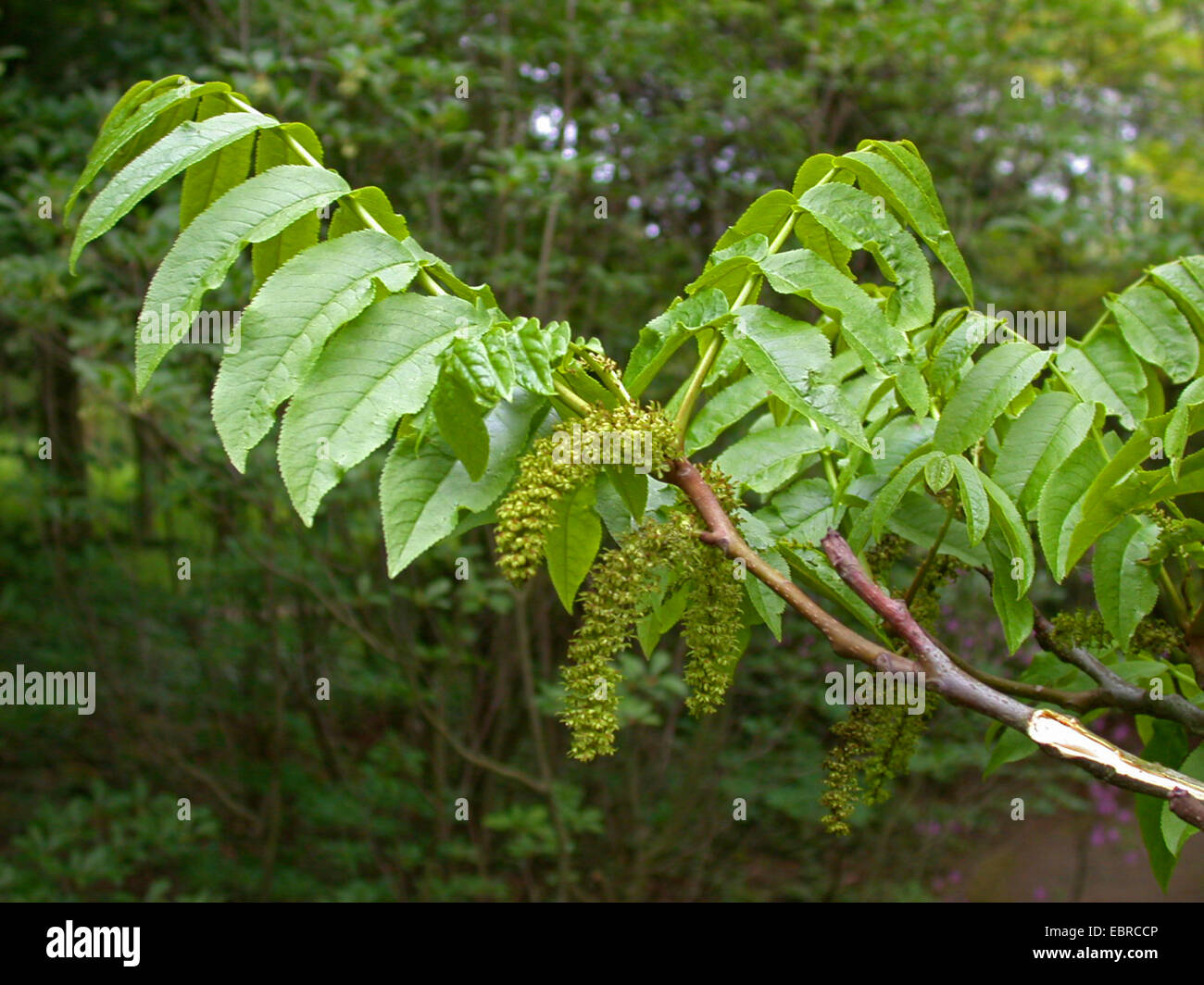 Wingnut caucasienne (Elaeagnus commutata), de la direction générale avec les inflorescences mâles Banque D'Images