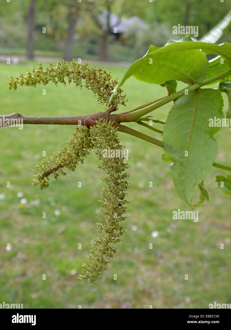 Wingnut caucasienne (Elaeagnus commutata), de la direction générale avec les inflorescences mâles Banque D'Images