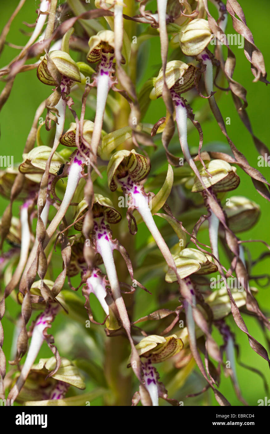 (Himantoglossum hircinum), inflorescence, détail, en Allemagne, en Bavière, Magerrasen Banque D'Images