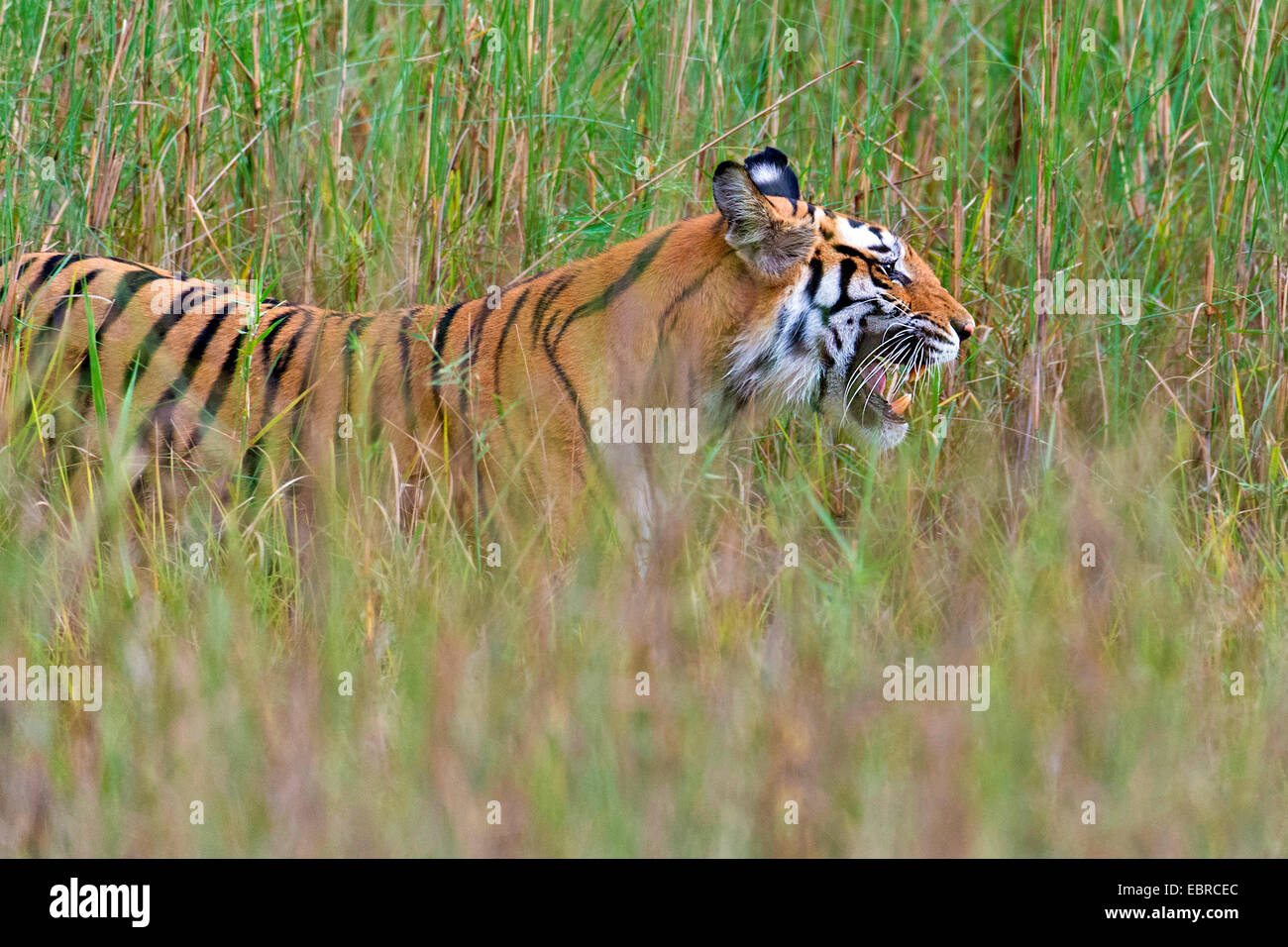 Tigre du Bengale (Panthera tigris tigris), la traque à travers les hautes herbes, l'Inde, Kanha National Park Banque D'Images