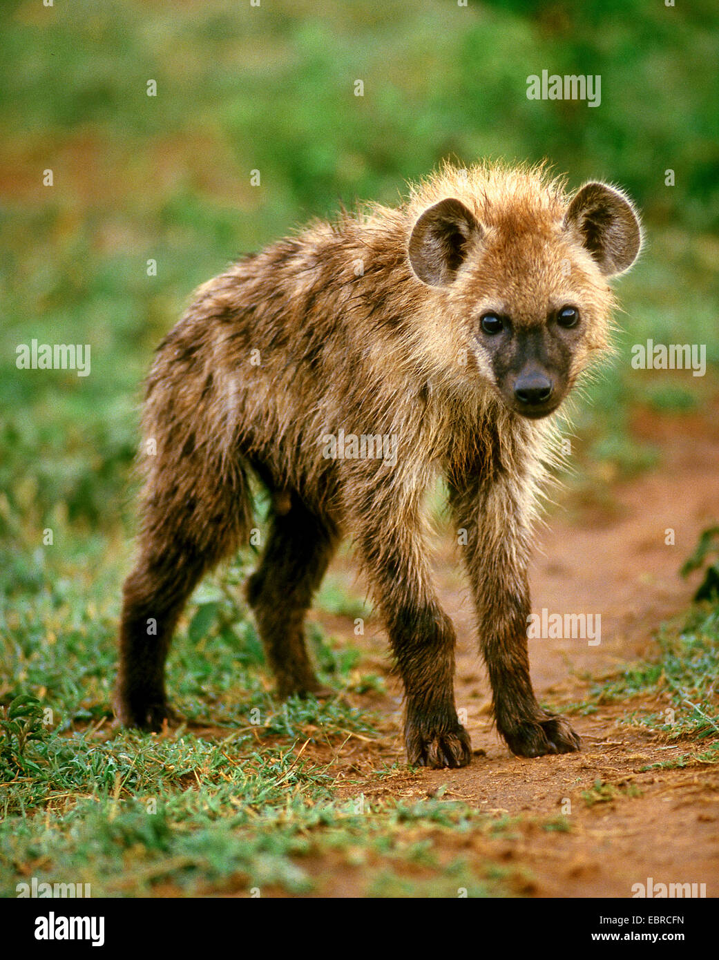 L'Hyène tachetée (Crocuta crocuta), pup, Kenya, Masai Mara National Park Banque D'Images