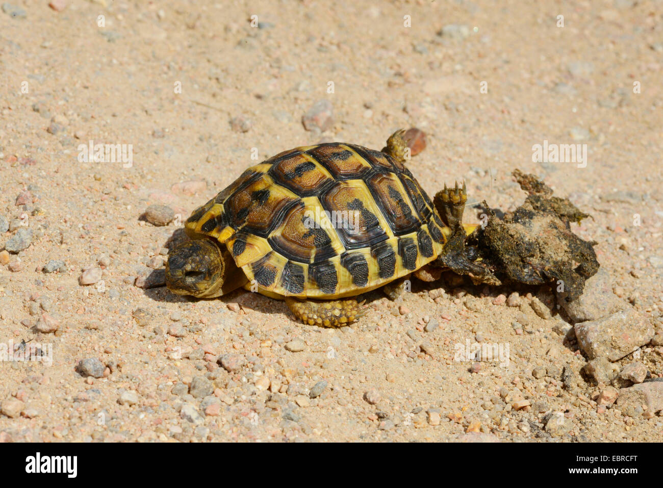La tortue d'Hermann, tortue grecque (Testudo hermanni), sur un chemin