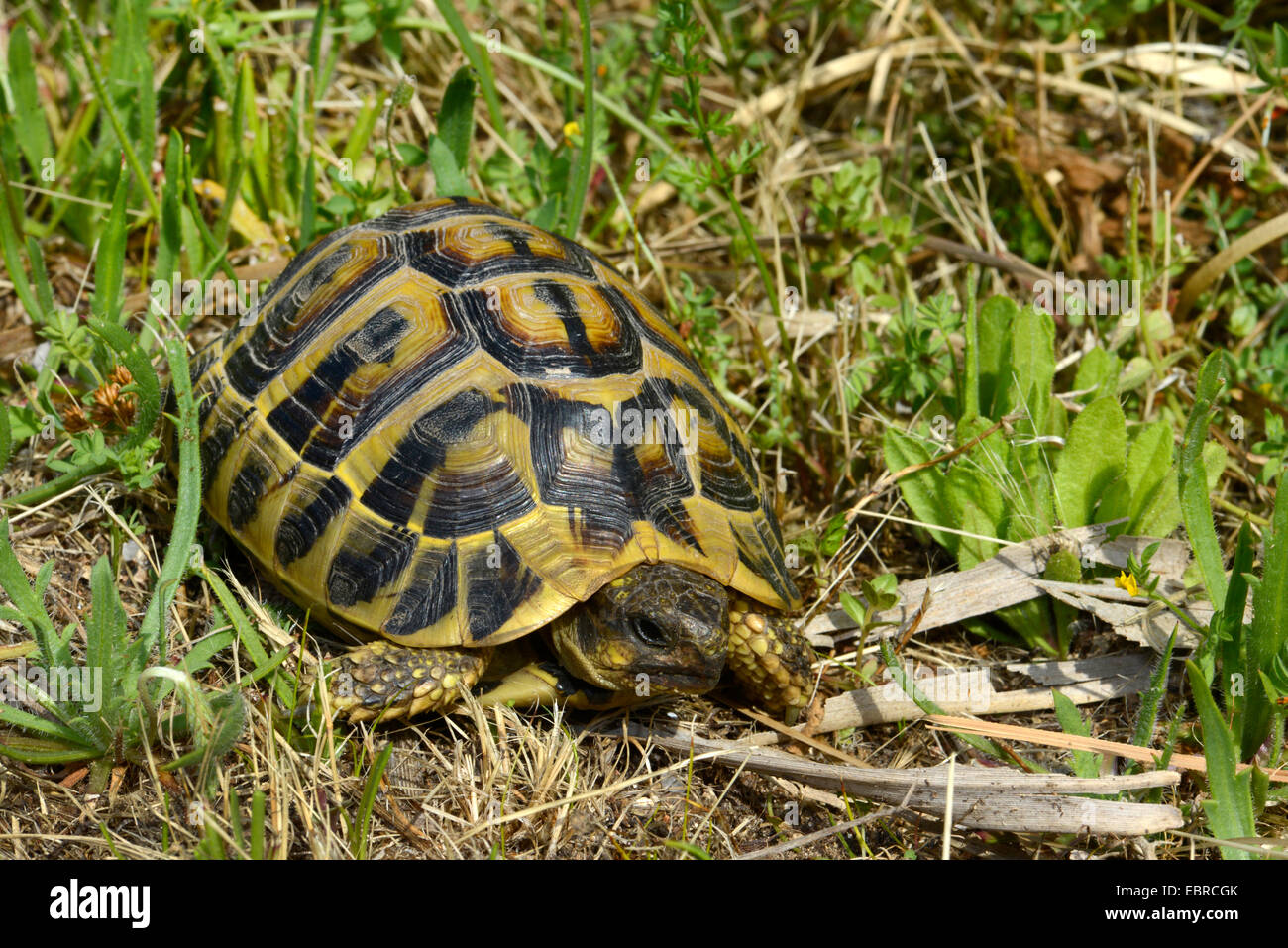 La tortue d'Hermann, tortue grecque (Testudo hermanni), tortue grecque sur la Corse, France, Corse Banque D'Images