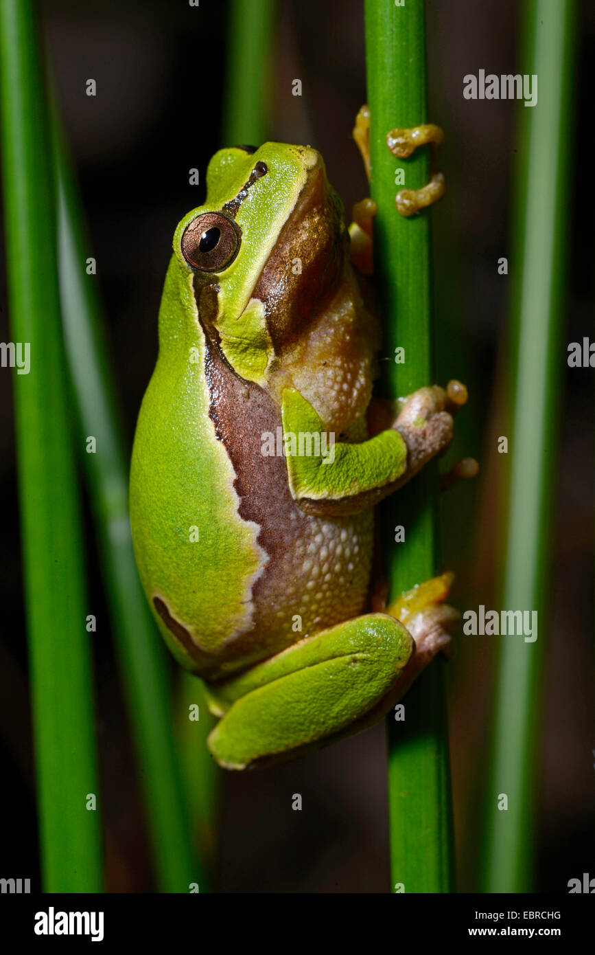 Rainette, l'Europe de l'Est européen commun, grenouille rainette versicolore (Hyla orientalis, Hyla arborea orientalis), est assis sur une lame de Reed, la Turquie, Thrace Banque D'Images
