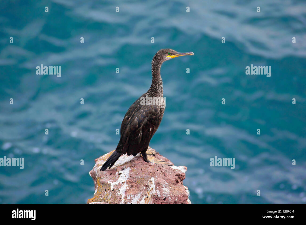 Shag méditerranéen (Phalacrocorax aristotelis desmarestii) =Stictocarbo Banque D'Images