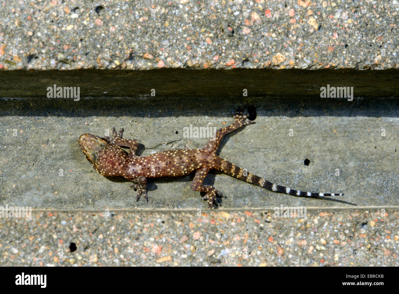 Gecko gecko turc, de la Méditerranée (Hemidactylus turcicus), jeune animal avec coloration juvénile s'assied à un pont en béton, France, Corse Banque D'Images