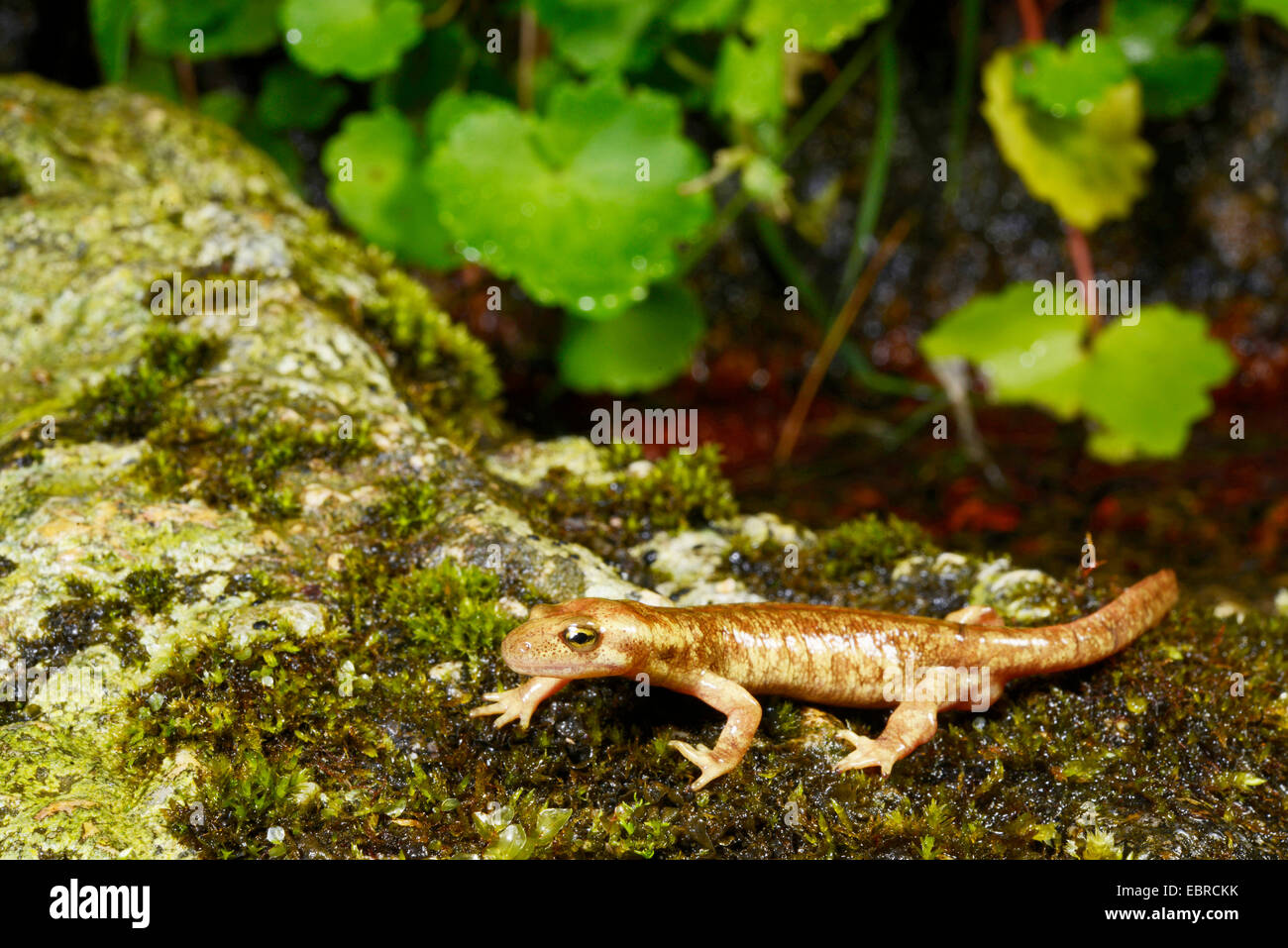 Corsian brook salamandre, montagne corse newt (Euproctus montanus), homme , la France, la Corse, le Col de Bavella Banque D'Images
