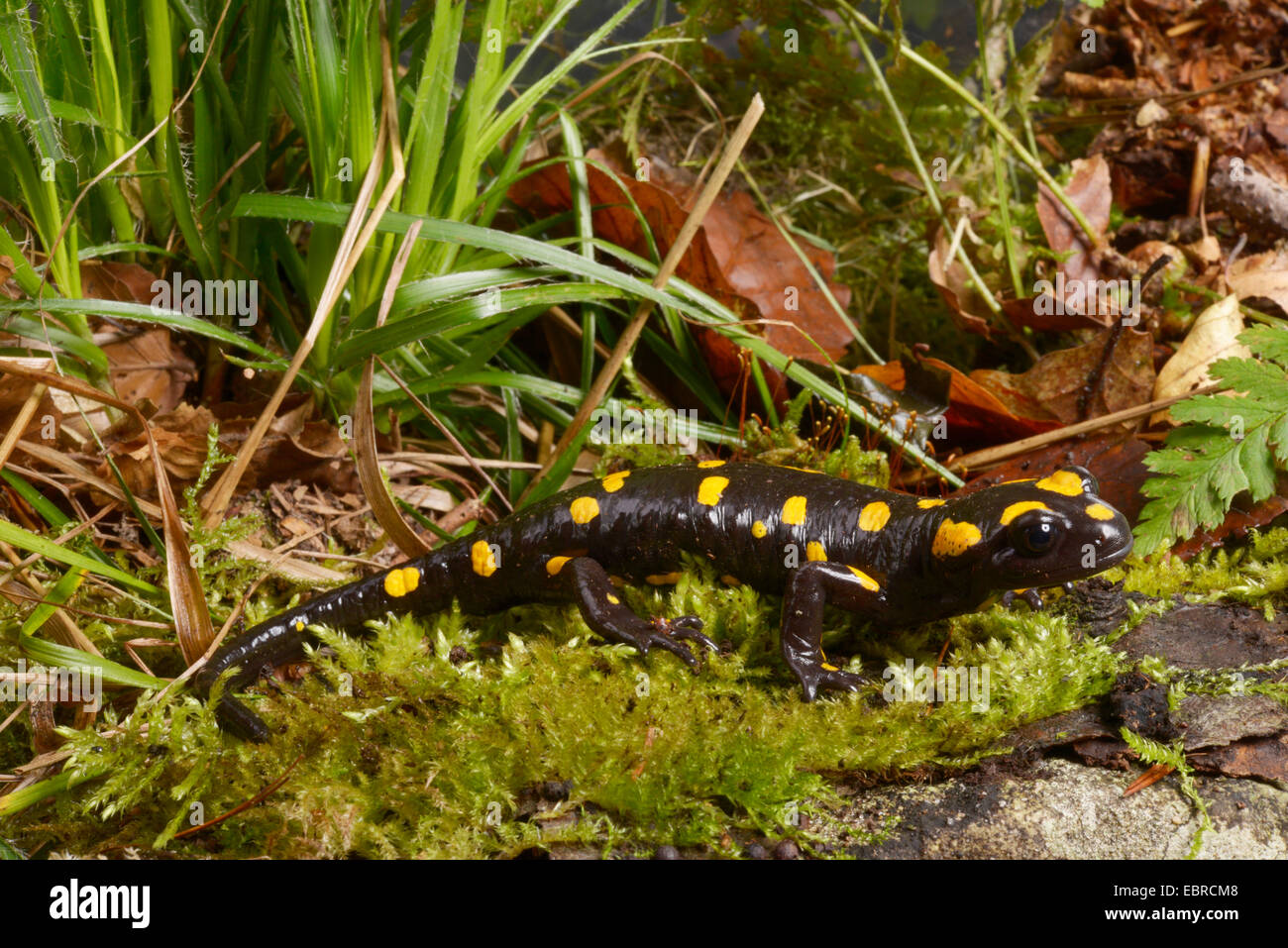 Salamandre terrestre (Salamandra Corse Corse), dans son habitat, la France, la Corse, le Col de Bavella Banque D'Images