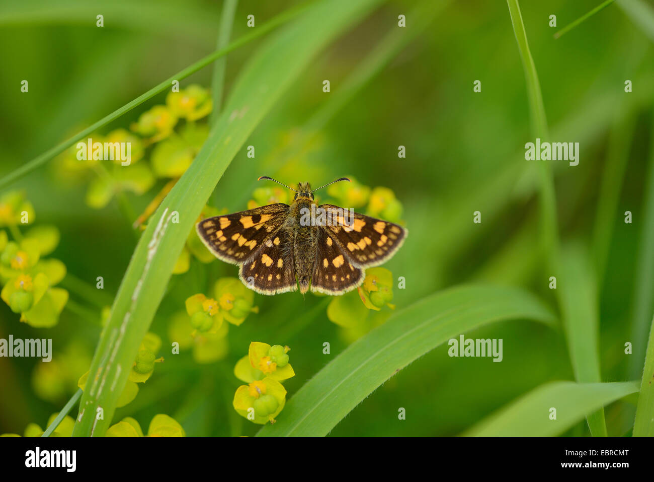 Carterocephalus palaemon hespérie (damier), sur l'euphorbia, Germany Banque D'Images