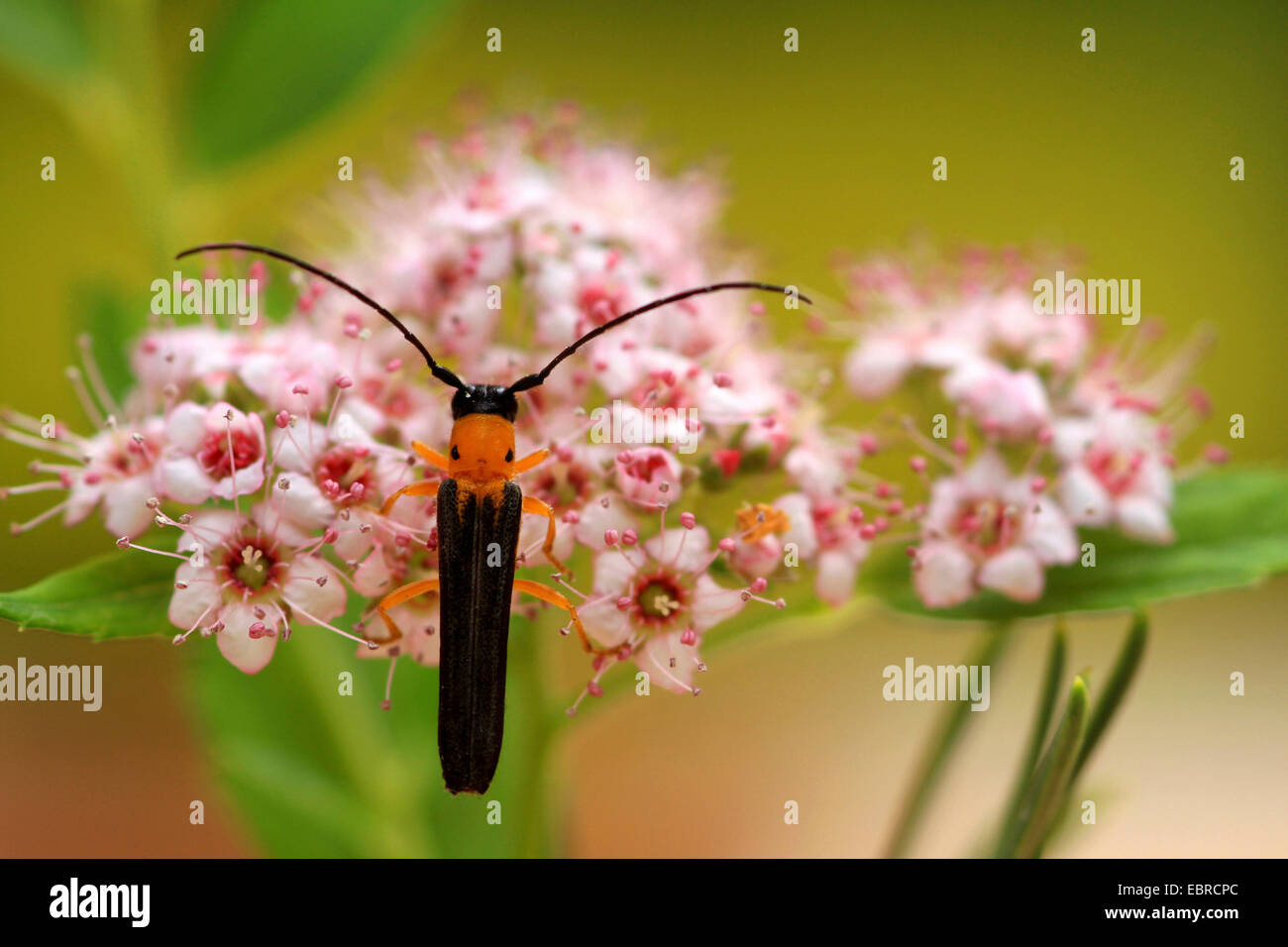 Oberea pupillata borer (canne à sucre), assis sur les fleurs roses, Russie Banque D'Images