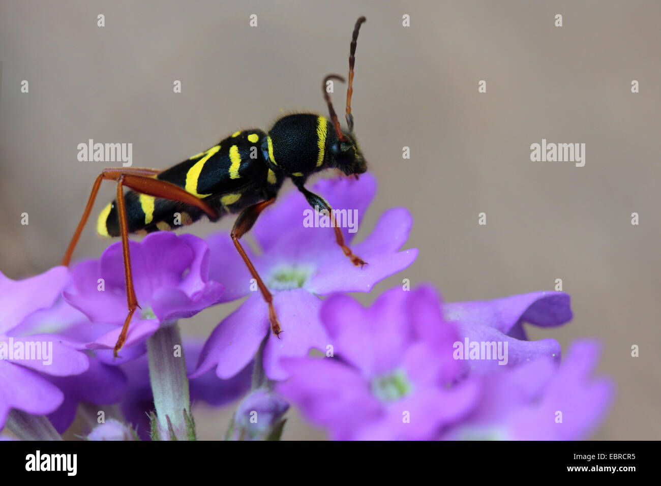 Wasp beetle (Clytus arietis), assis sur les fleurs roses, Allemagne Banque D'Images