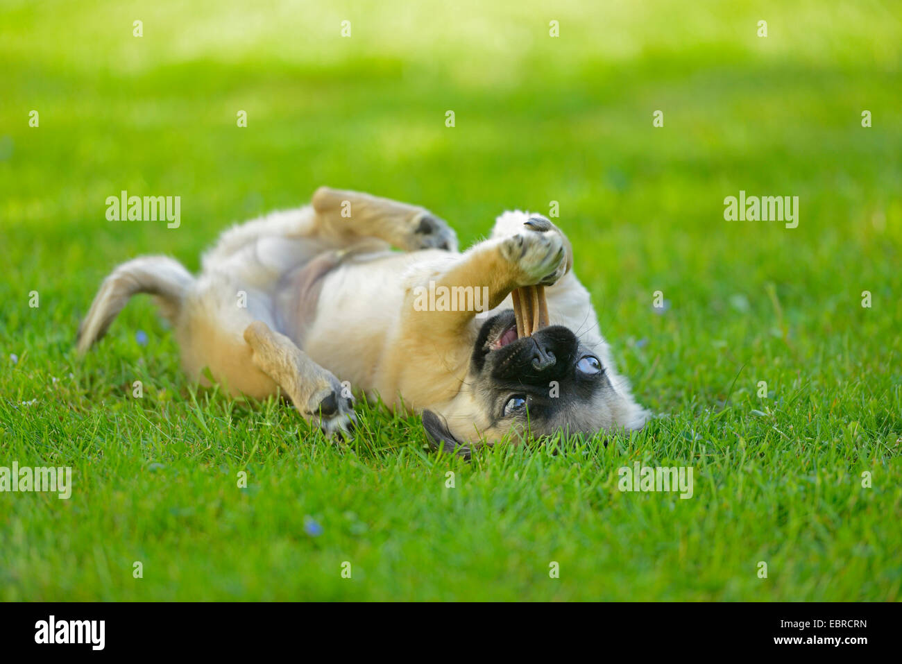 Le PUG (Canis lupus f. familiaris), minet allongé sur le dos dans un pré et un chien à mâcher os à mâcher, Allemagne Banque D'Images