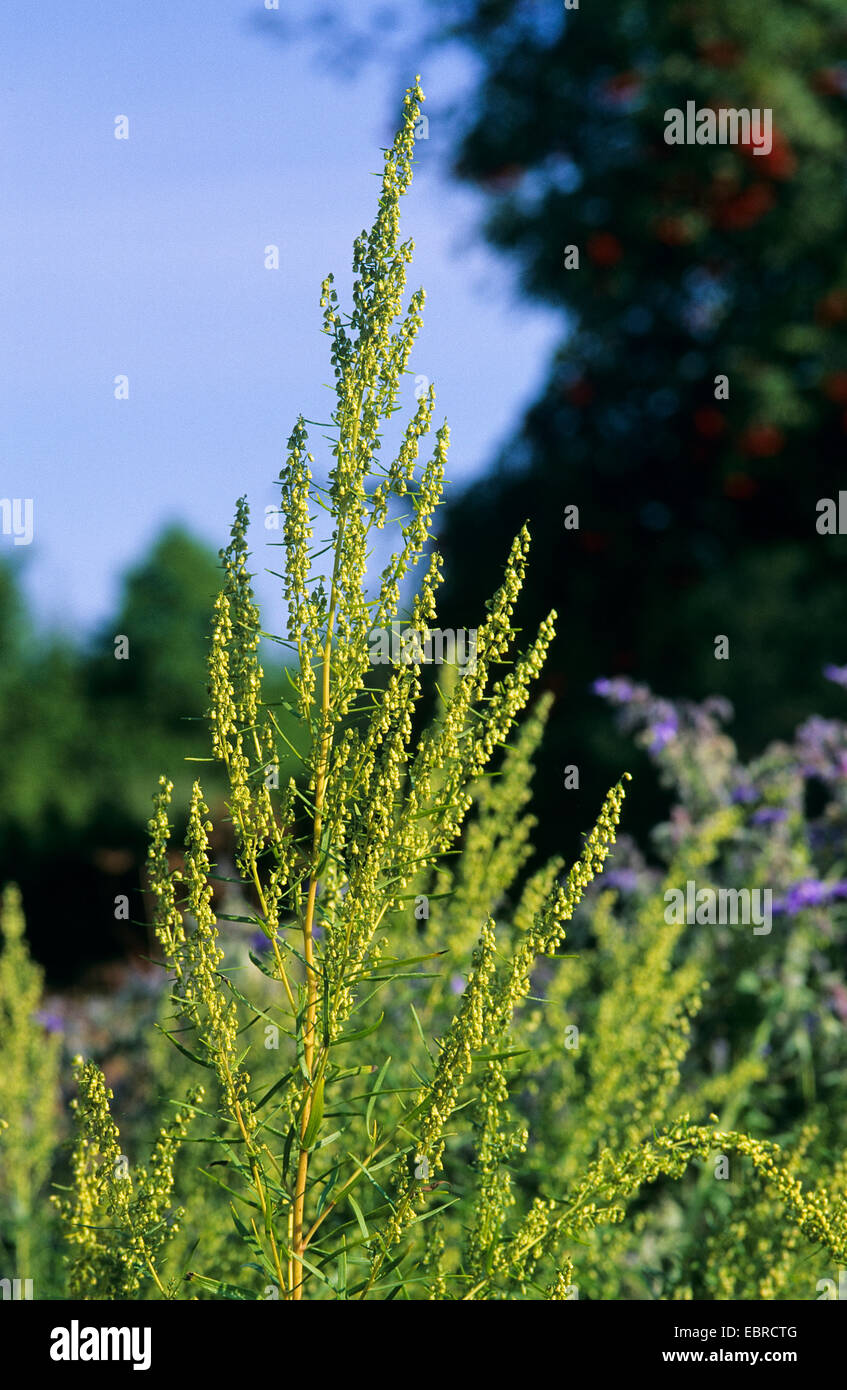 Dragon sagewort, estragon, esdragol esdragon, l'estragole, (Artemisia dracunculus), inflorescence Banque D'Images