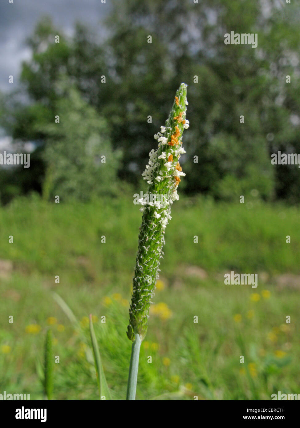 La sétaire verte, orange, courte-awn (foxtail Alopecurus aequalis), inflorescence, Allemagne Banque D'Images