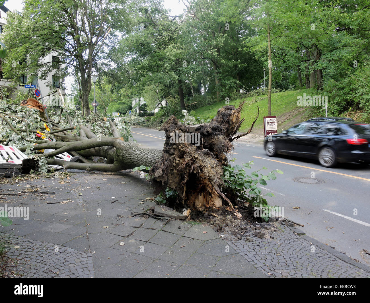 Le tilleul, Tilleul, tilleul (Tilia spec.), tilleul, bloquer une rue, dommages-intérêts par storm front Ela à 2014-06-09, l'Allemagne, en Rhénanie du Nord-Westphalie, région de la Ruhr, Bochum Banque D'Images