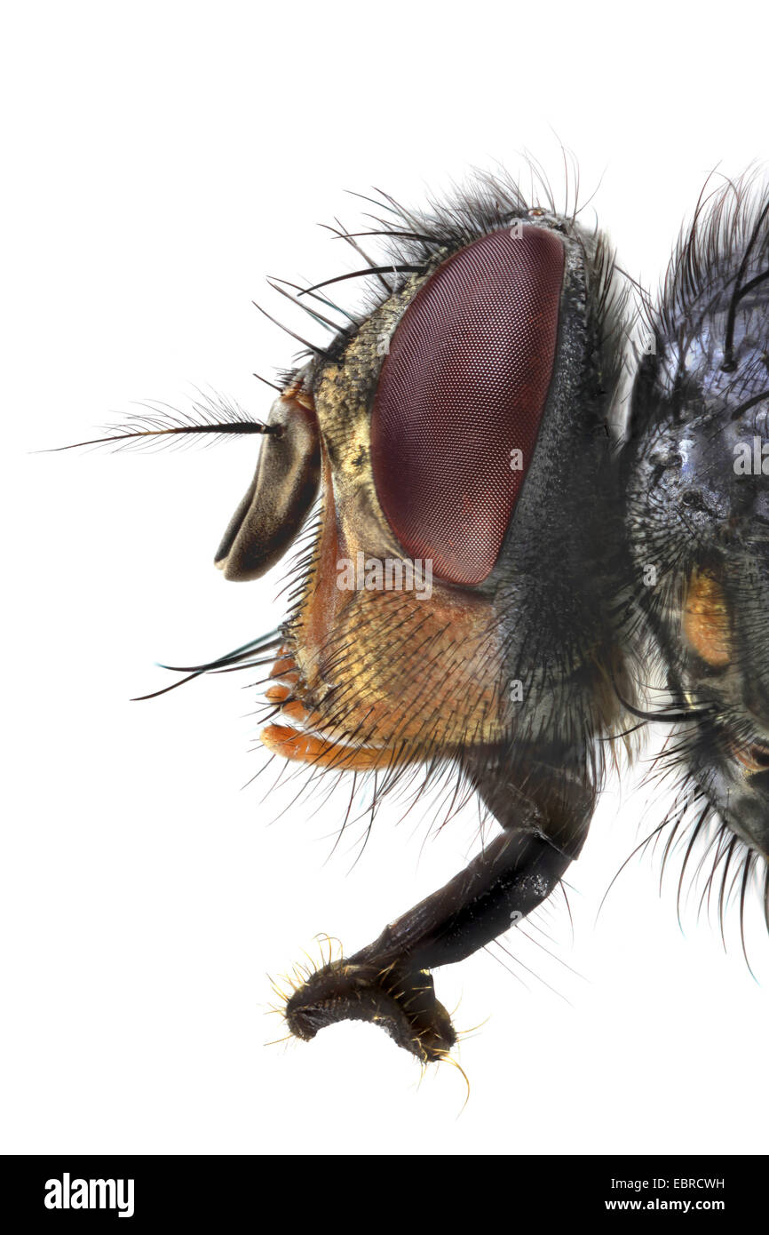 Manuel Brault bleu, Big Blue redhead fly (Calliphora vicina), la tête d'une mouche, macro shot Banque D'Images