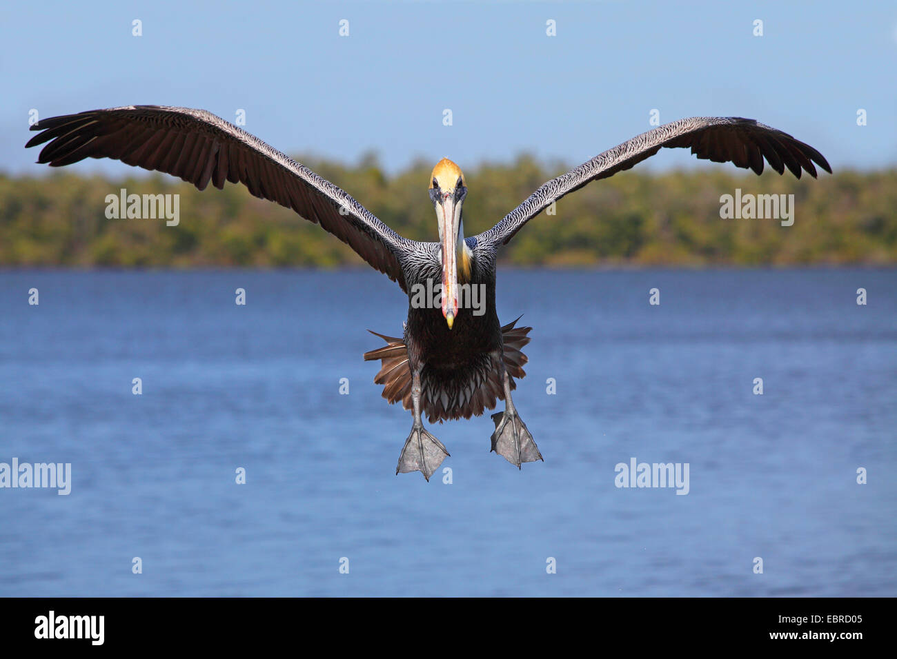 Pélican brun (Pelecanus occidentalis), des terres à la mer, aux États-Unis, en Floride, le Parc National des Everglades Banque D'Images