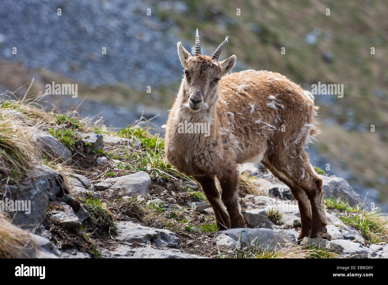 Bouquetin des Alpes (Capra ibex, Capra ibex ibex), femelle à une pente en fourrure d'hiver, Suisse, Toggenburg, Chaeserrugg Banque D'Images