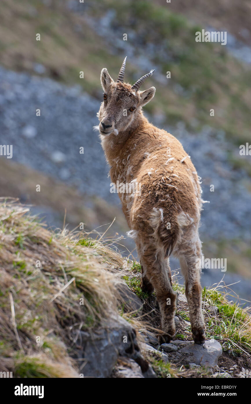 Bouquetin des Alpes (Capra ibex, Capra ibex ibex), femelle à une pente en fourrure d'hiver, Suisse, Toggenburg, Chaeserrugg Banque D'Images