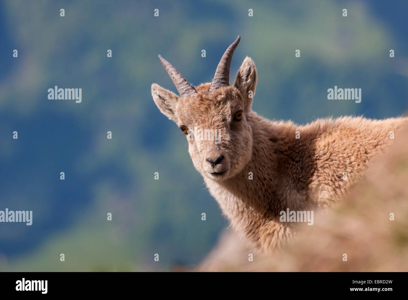 Bouquetin des Alpes (Capra ibex, Capra ibex ibex ibex), de jeunes sur le derrière d'un bord de l'herbe, Suisse, Toggenburg, Chaeserrugg Banque D'Images