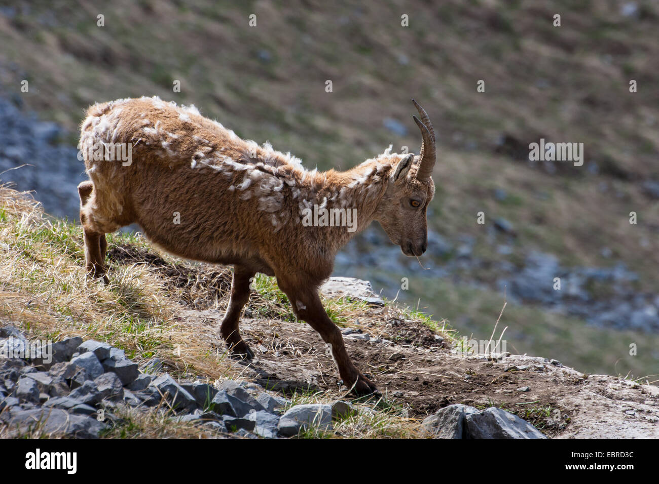 Bouquetin des Alpes (Capra ibex, Capra ibex ibex), femelle à une pente, Suisse, Toggenburg, Chaeserrugg Banque D'Images