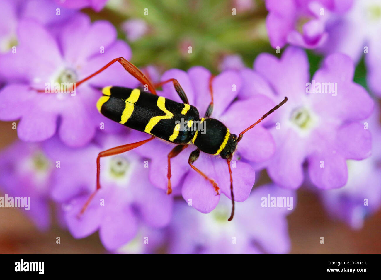Wasp beetle (Clytus arietis), assis sur les fleurs roses, Allemagne Banque D'Images