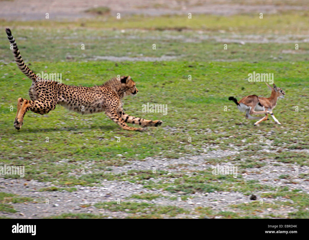 Le Guépard (Acinonyx jubatus), les jeunes à la chasse des animaux une jeune gazelle, Tanzanie, Serengeti National Park Banque D'Images