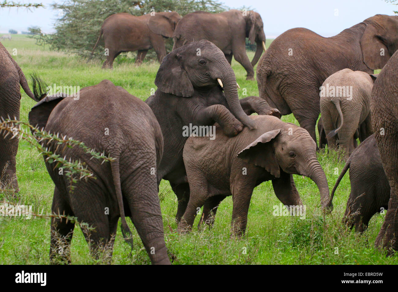 L'éléphant africain (Loxodonta africana), nourrissons romping dans un troupeau d'éléphants, le Parc National du Serengeti, Tanzanie Banque D'Images