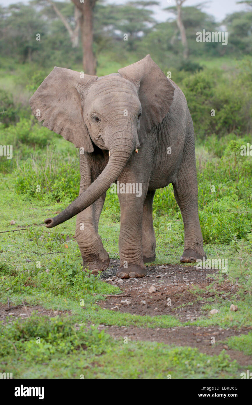 L'éléphant africain (Loxodonta africana), elephant calf balade dans le Serengeti, Tanzanie, Serengeti National Park Banque D'Images