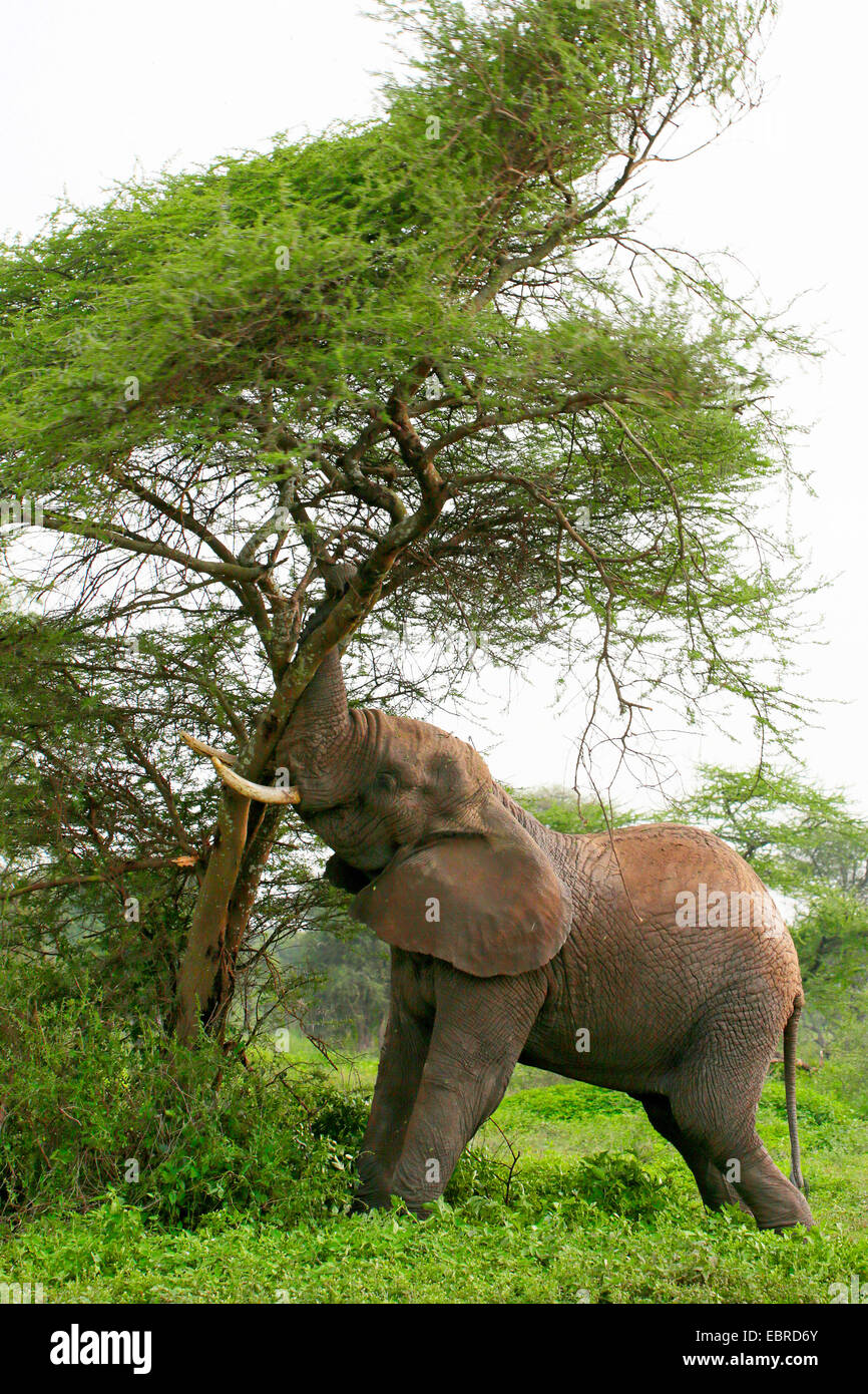 L'éléphant africain (Loxodonta africana), la mesure de ses forces à un arbre, la Tanzanie, le Parc National du Serengeti Banque D'Images