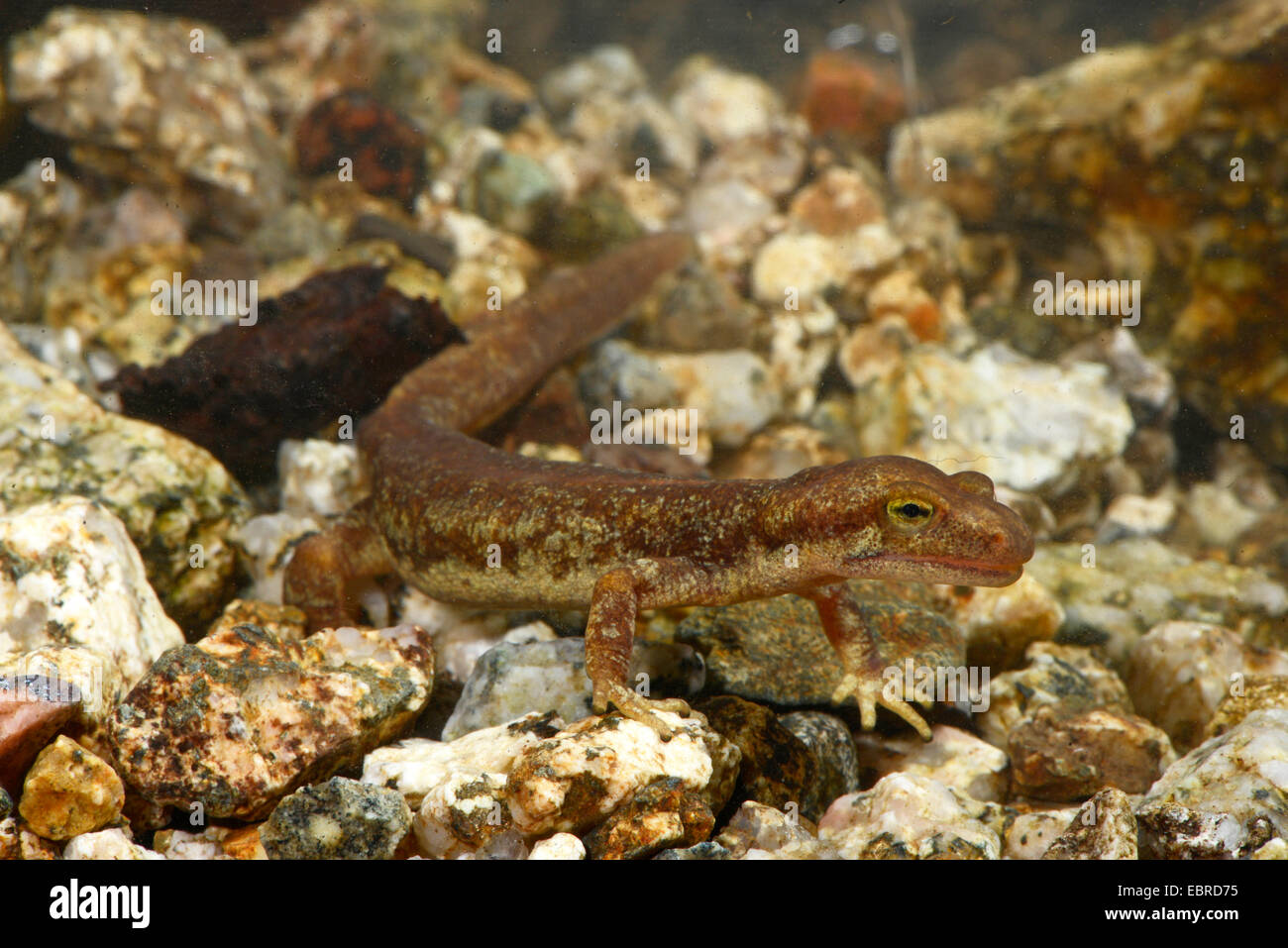 Corsian brook salamandre, montagne corse newt (Euproctus montanus), homme sous l'eau, en France, en Corse, le Col de Bavella Banque D'Images