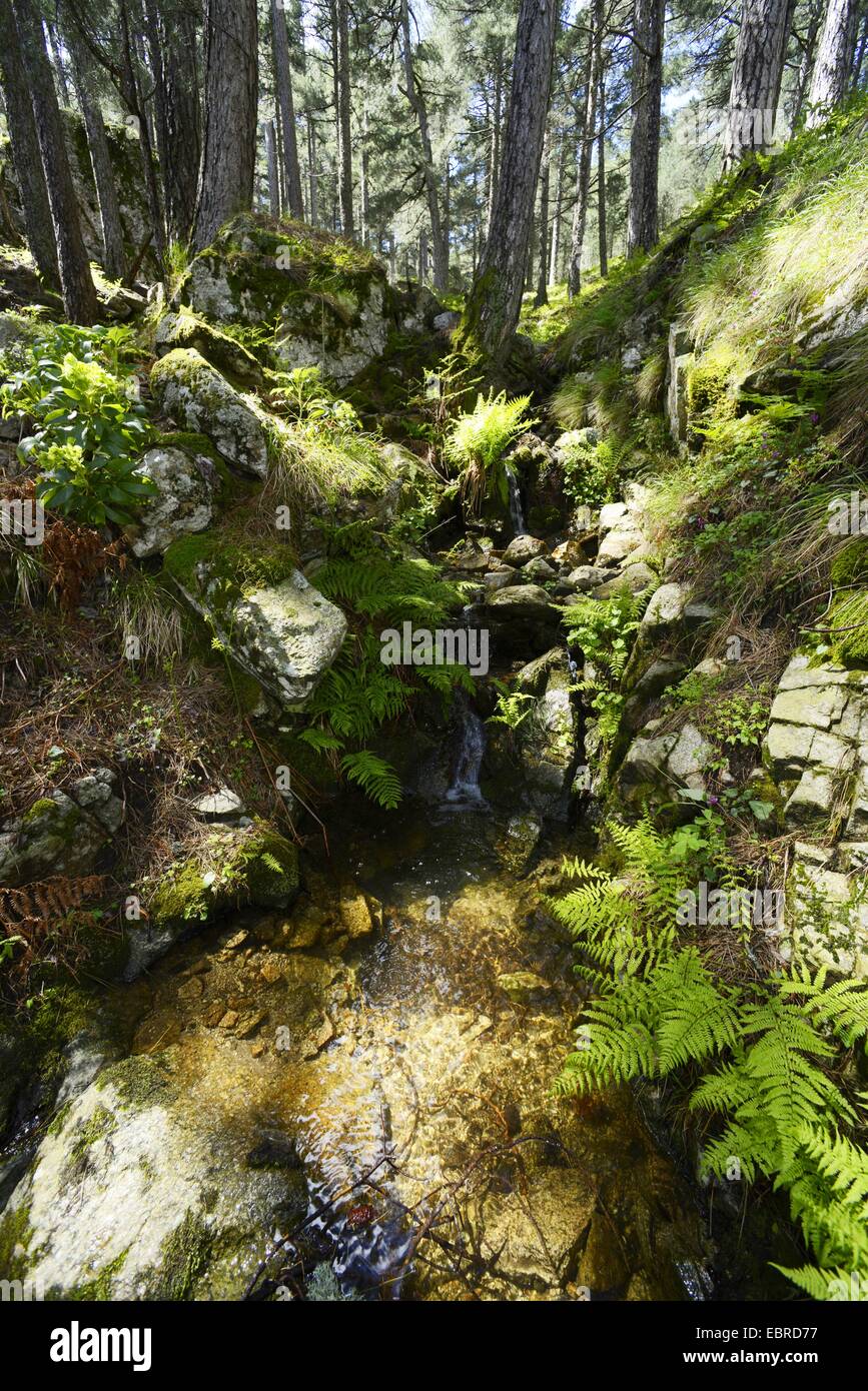 Corsian brook salamandre, montagne corse newt (Euproctus montanus), de l'habitat de la salamandre à un Corsian brook brook au Col de Bavella, France, Corse, le Col de Bavella Banque D'Images