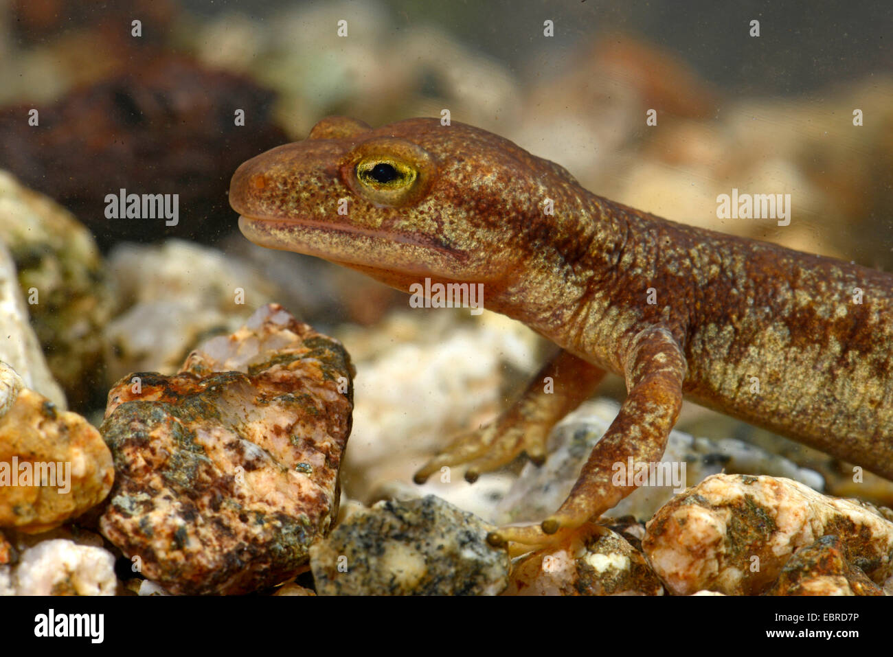 Corsian brook salamandre, montagne corse newt (Euproctus montanus), homme sous l'eau, portrait, France, Corse, le Col de Bavella Banque D'Images