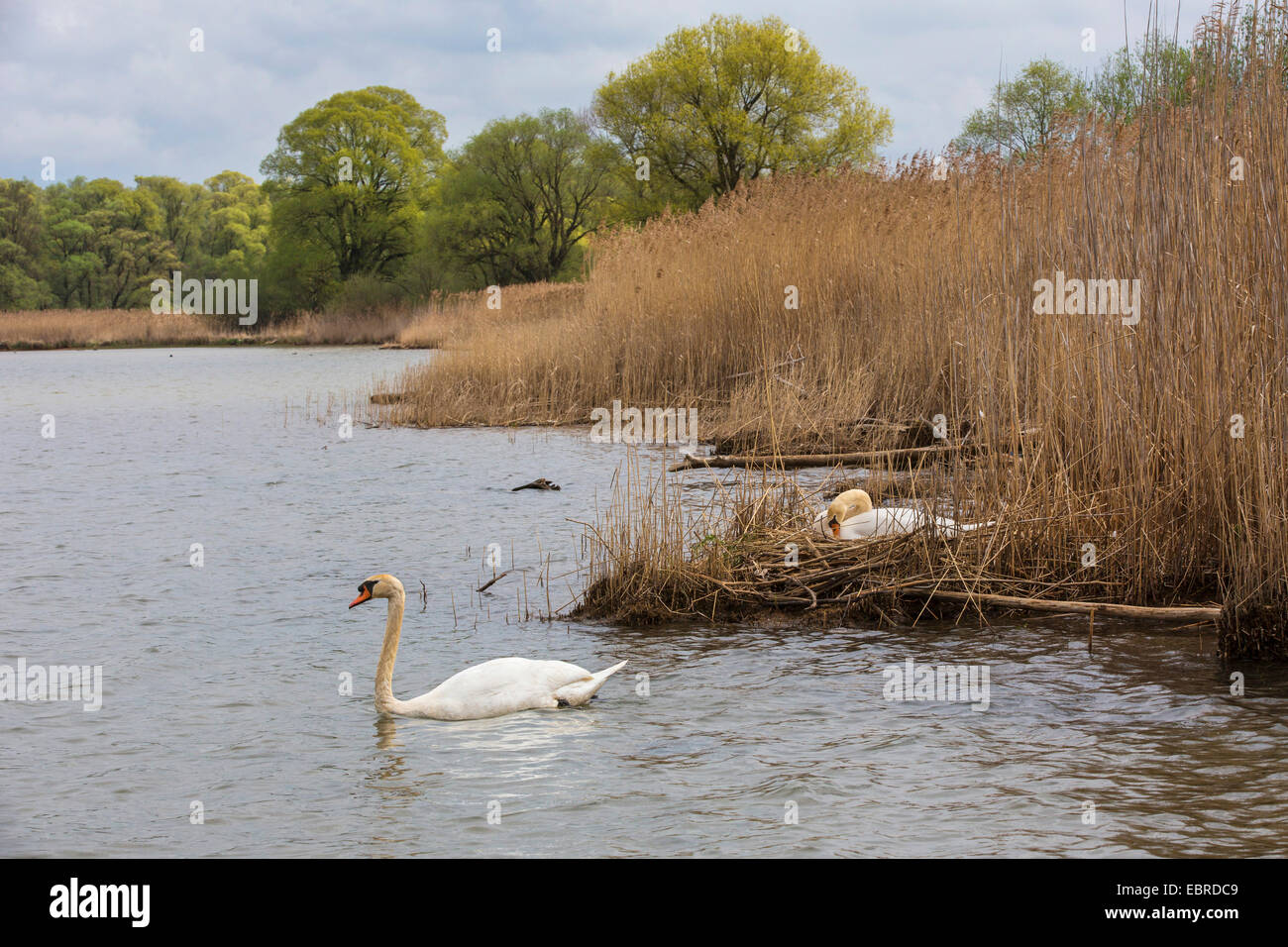Mute swan (Cygnus olor), paire la construction d'un nid, l'Allemagne, la Bavière, le lac de Chiemsee Banque D'Images