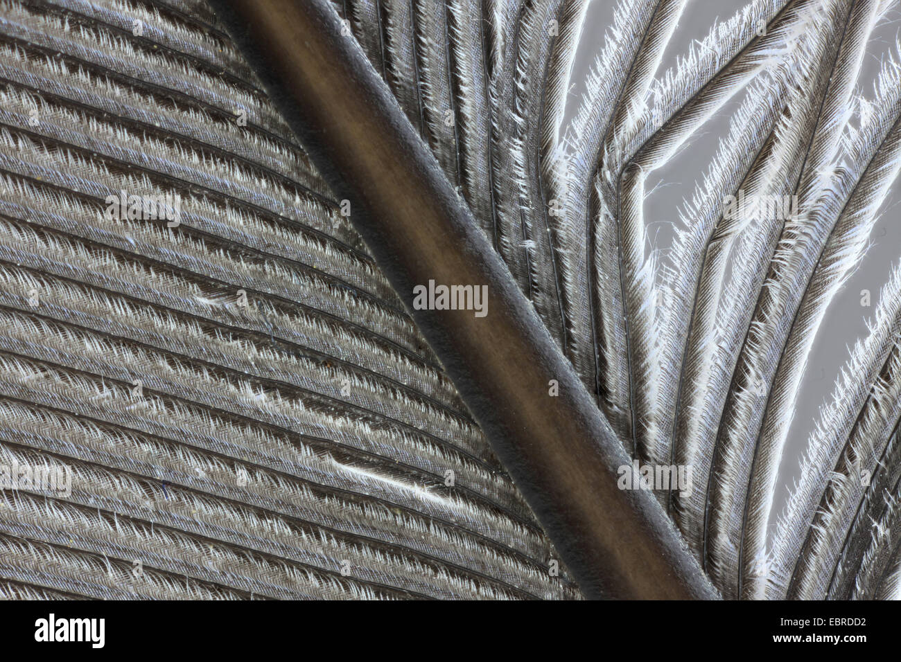 Pigeon ramier (Columba palumbus), macro shot des plumes de vol Banque D'Images