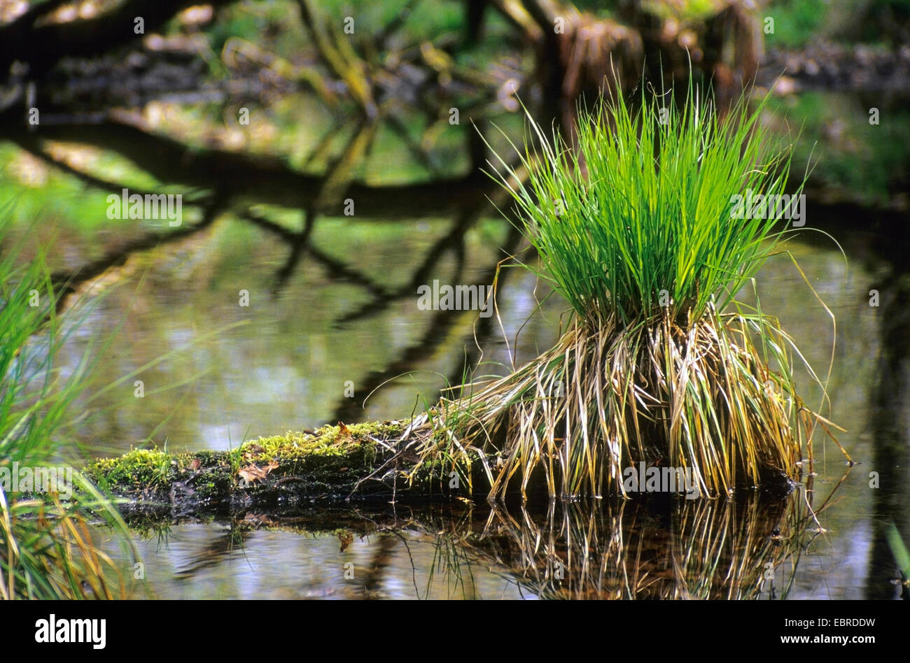 Les carex sur un arbre tombé dans une petite forêt, lac de l'Allemagne, en Rhénanie du Nord-Westphalie, Siegaue Banque D'Images