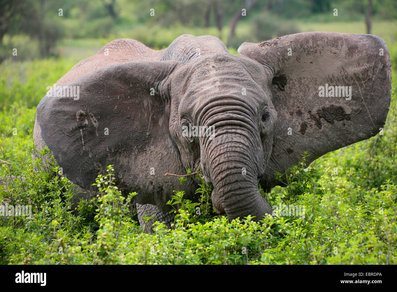 L'éléphant africain (Loxodonta africana), manger avec éléphant tendit l'oreille, la Tanzanie, le Parc National du Serengeti Banque D'Images
