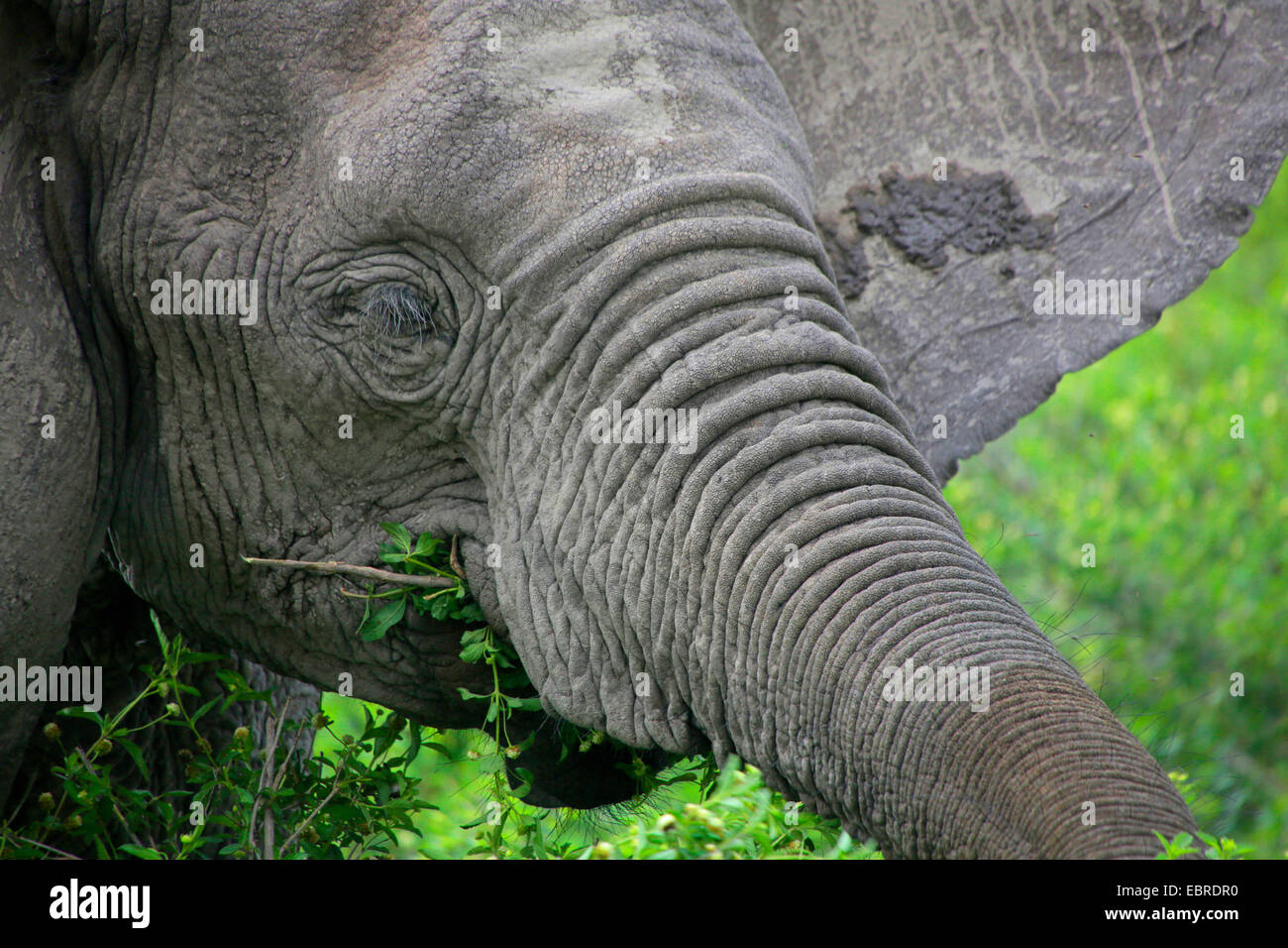 L'éléphant africain (Loxodonta africana), portrait, l'alimentation, la Tanzanie, le Parc National du Serengeti Banque D'Images