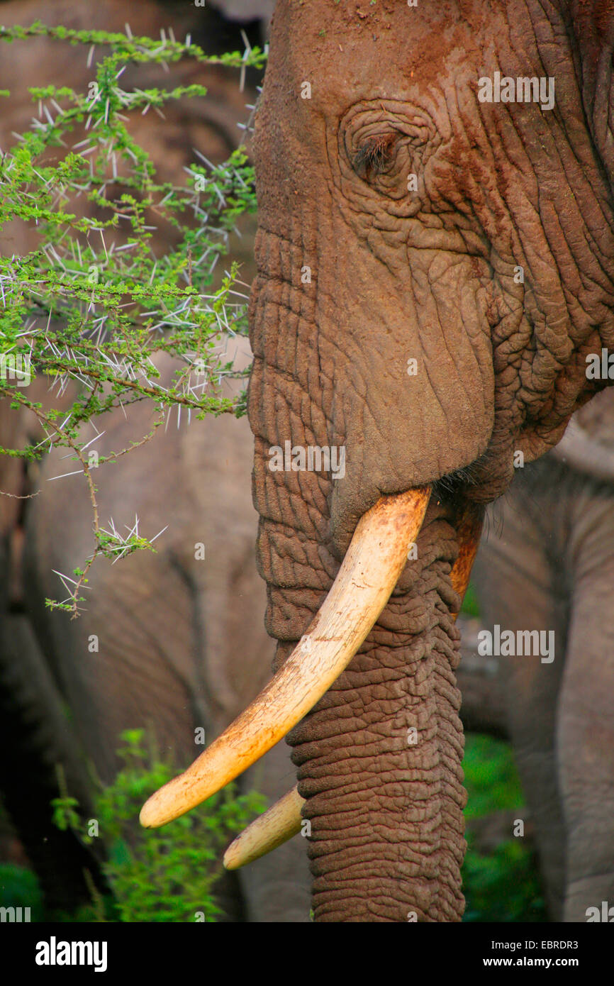 L'éléphant africain (Loxodonta africana), portrait, side view, Tanzanie, Serengeti National Park Banque D'Images