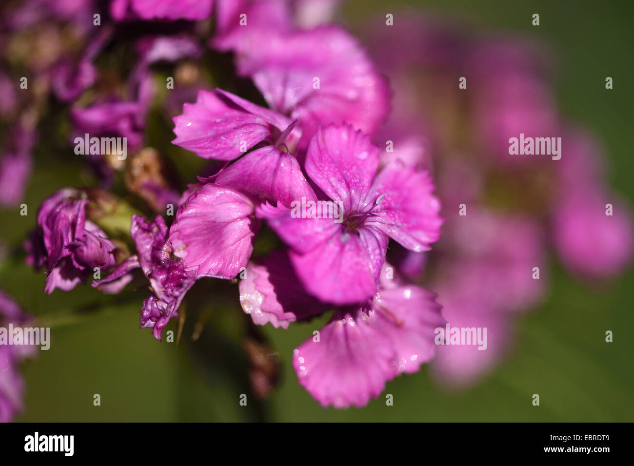 Sweet-william (Dianthus barbatus), blooming Banque D'Images