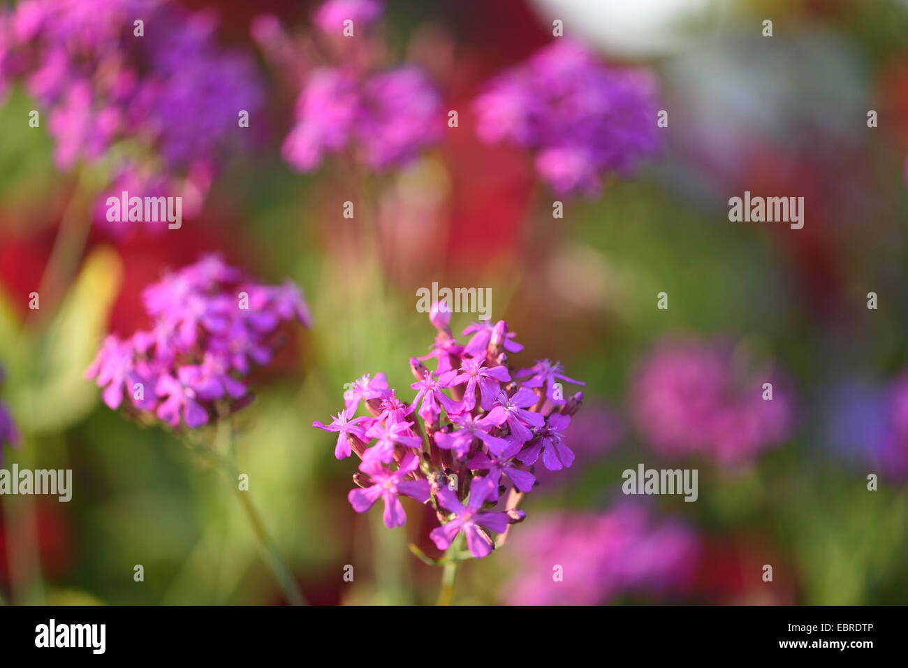 Jardin scouler, sweet-silène, silène arméria, aucun si jolie (Silene armeria), blooming Banque D'Images