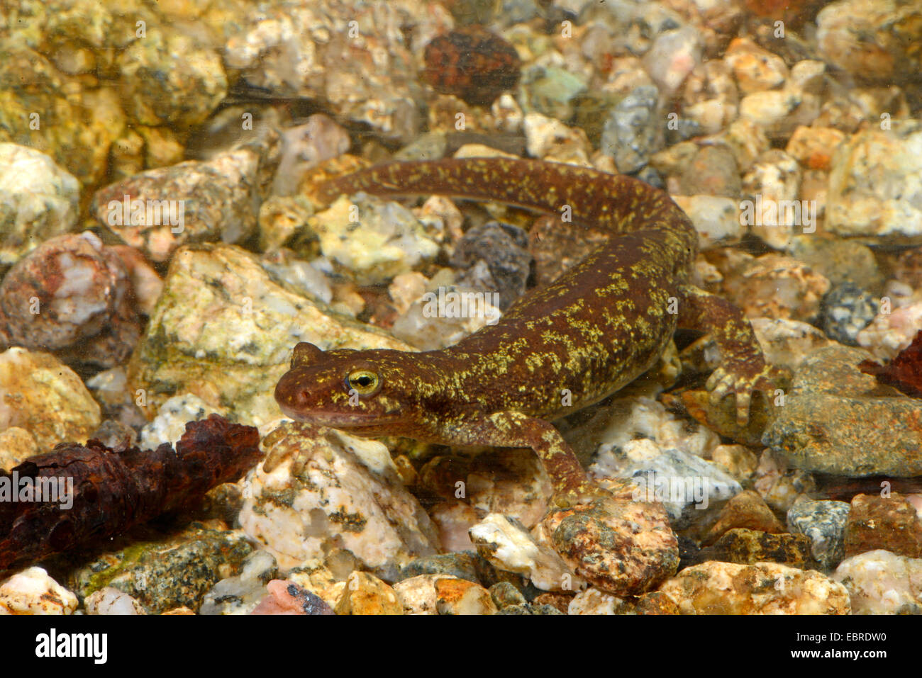 Corsian brook salamandre, montagne corse newt (Euproctus montanus), femme, France, Corse, le Col de Bavella Banque D'Images